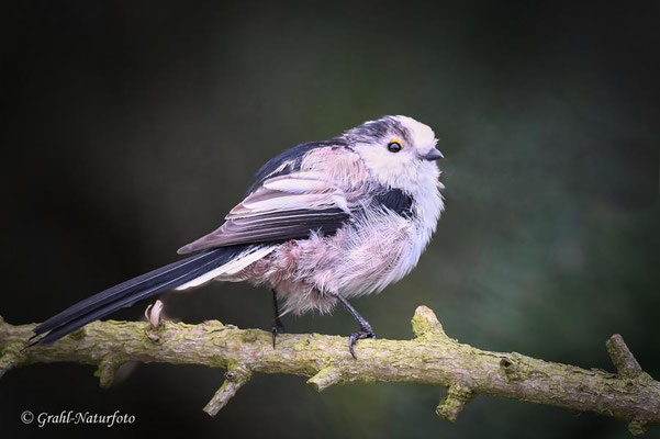 Schwanzmeise (Aegithalos caudatus)