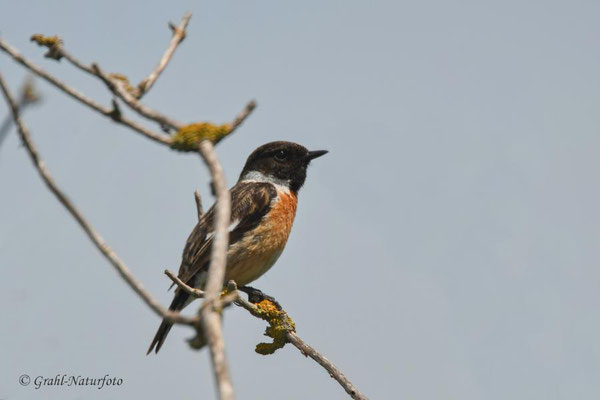 Schwarzkehlchen (Saxicola rubicola) männl.