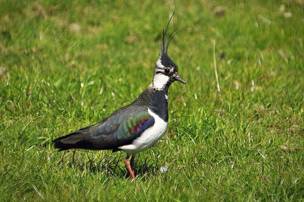 Kiebitz (Vanellus vanellus) in der Norddorfer Marsch