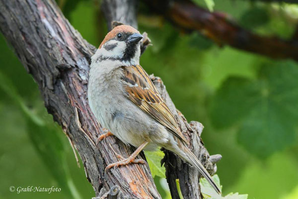 Feldsperling (Passer montanus) Jurilovka, Dobrudscha - Rumänien.