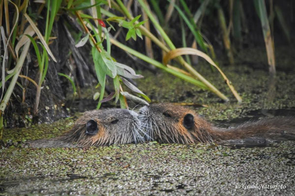 Nutrialiebe (Myocastor coypus) NSG Untere Havel Nord.