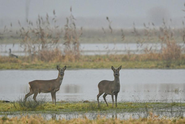 Rehe (Capreolus capreolus) auf den Wiesen von Parey, links ein Rehbock der seine Geweihstangen schon abgeworfen hat.