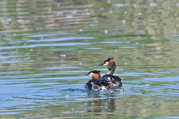 Haubentaucher (Podiceps cristatus) mit Jungen auf dem Geiseltalsee