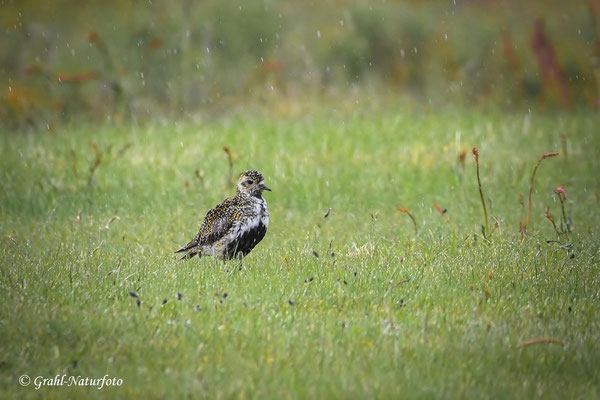 Goldregenpfeifer (Pluvialis apricaria) steht im Regen.