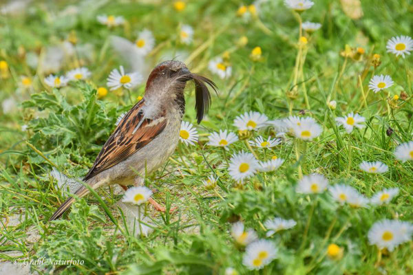 Haussperling (Passer domesticus) männl. Der sieht ja gar nichts mehr!