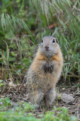 Europäischer Ziesel (Spermophilus citellus, Syn.: Citellus citellus) auf der Wiese der Ziesel bei Murighiol.