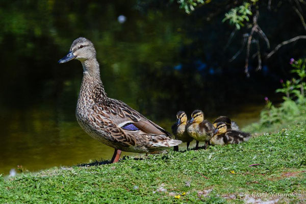 Mutterglück bei den Stockenten (Anas platyrhynchos) am Grillteich auf der Helgoländer Düne.