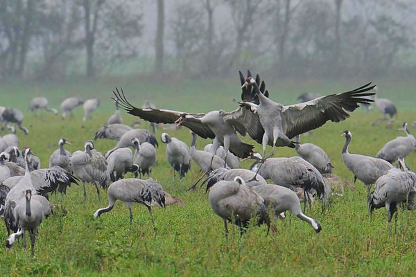 Herbstrast der Kraniche am Günzer See 2014 - Landung am Rastplatz