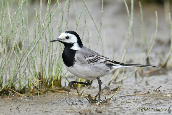 Bachstelze (Motacilla alba) im Prachkleid, NSG Untere Havel Nord.