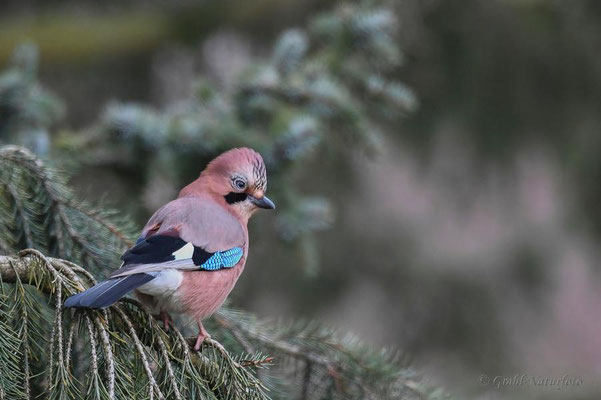 Eichelhäher (Garrulus glandarius)