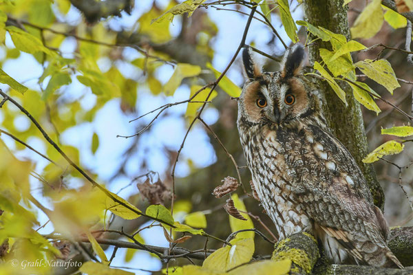 Waldohreule (Asio otus)