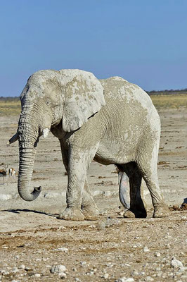 Afrikanische Elefantenbulle (Loxodonta africana) sind bis zum 55. Lebensjahr fruchtbar. Ihre Lebenserwartung beträgt 70 Jahre.