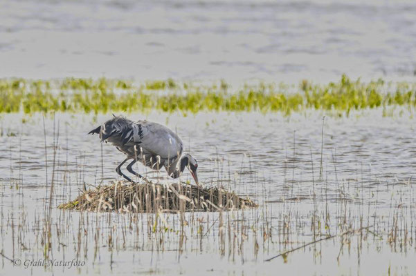 Kranich (Grus grus) auf dem Nest.