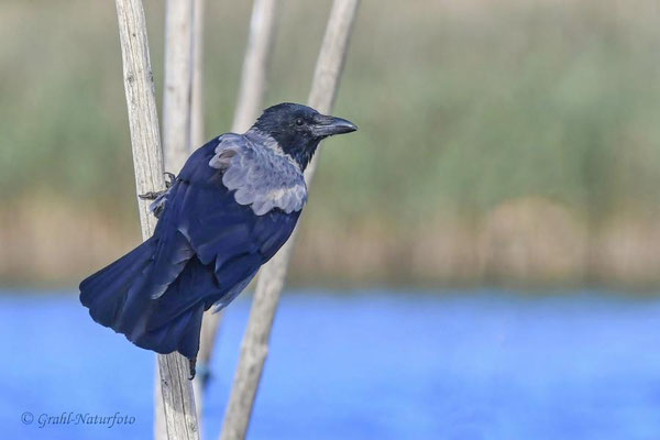 Nebelkrähe (Corvus cornix) am Malchiner See.