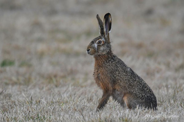 Feldhase (Lepus europaeus) auf den Wiesen von Parey.