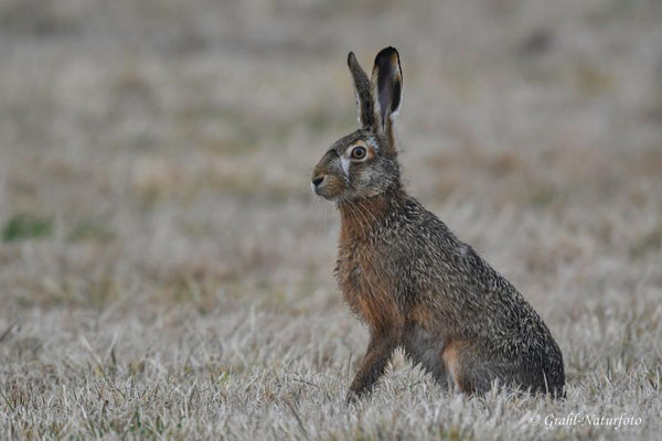 Feldhase (Lepus europaeus) auf den Wiesen von Parey.