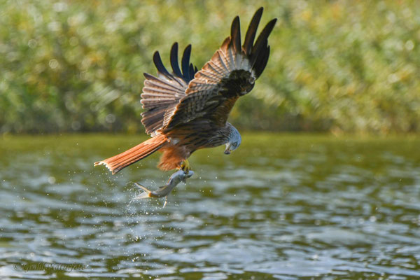 Roter Milan (Milvus milvus)  bei der Jagd auf dem Malchiner See.