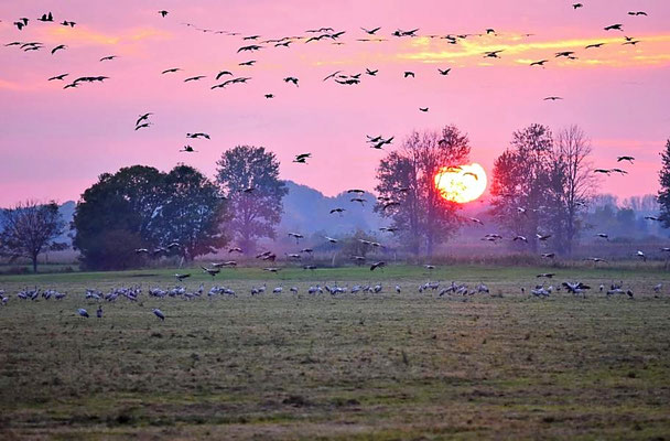 Abendeinflug am Vorsammelplatz