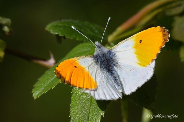 Aurorafalter (Anthocharis cardamines), nur die Männchen des Aurorafalters tragen an der Vorderflügelspitze einen großen orange-farbenen Fleck. 