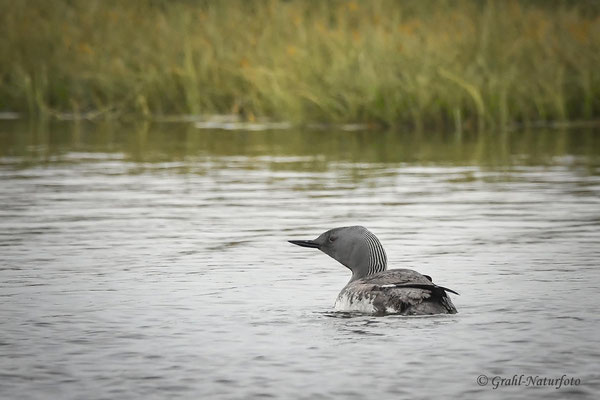 Sterntaucher (Gavia stellata) brüteten in der Tundra und der Taiga der Holarktis.