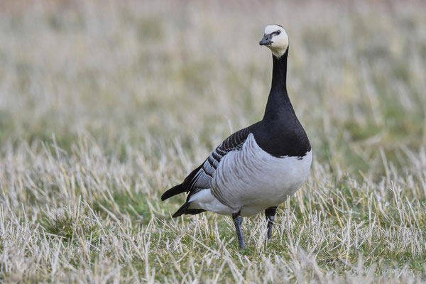 Weißwangengans oder Nonnengans (Branta leucopsis) im Rickelsbüller Koog / Nordfriesland.