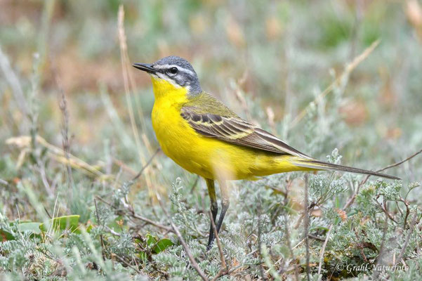 Schafstelze (Motacilla flava)