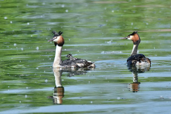 Haubentaucher (Podiceps cristatus) mit Jungen auf dem Geiseltalsee