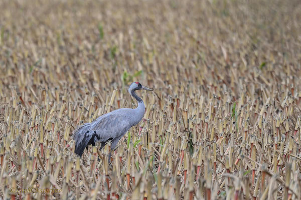 Einsamer Kranich (Grus grus) auf dem Maisstoppelfeld