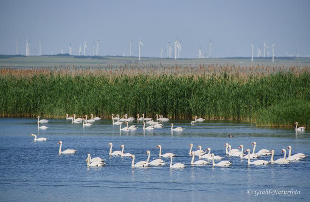 Höckerschwäne (Cygnus olor) bei Sinoe.