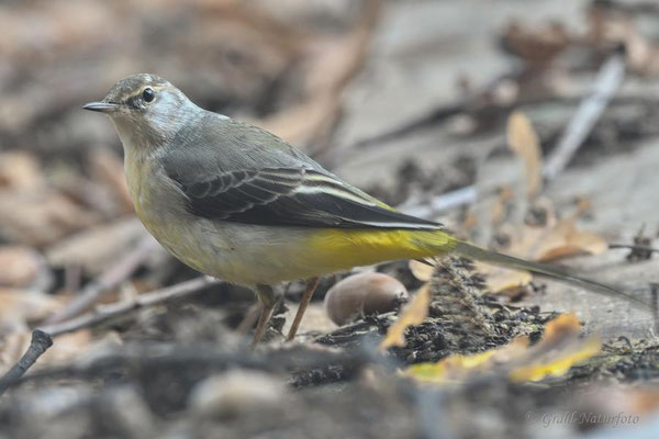 Gebirgsstelze (Motacilla cinerea) weibl.