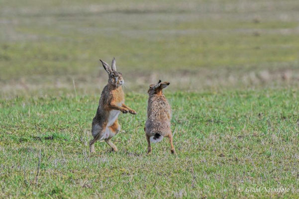 Rammelzeit bei den Feldhasen (Lepus europaeus).