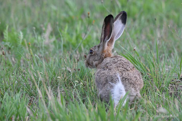 Junger Feldhase (Lepus europaeus) auf den Wiesen von Parey.
