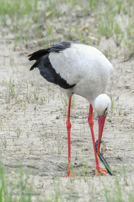 Weißstorch (Ciconia ciconia) hat bei Vadu eine Würfelnatter (Natrix tessellata) erbeutet.