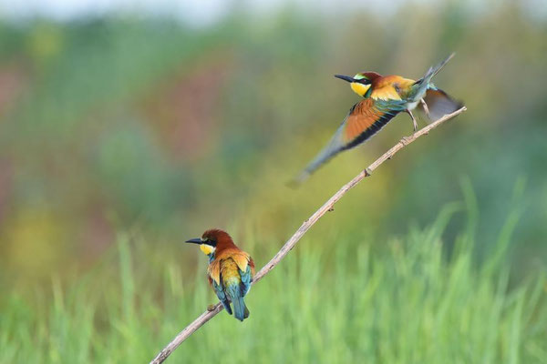 Bienenfresser (Merops apiaster)