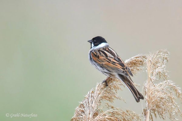 Rohrammer (Emberiza schoeniclus) männl. im NSG Untere Havel Nord.