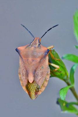 Nördliche Fruchtwanze (Carpocoris fuscispinus)