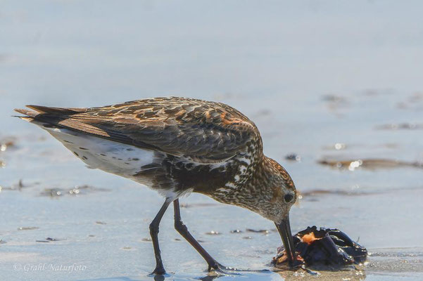 Alpenstrandläufer (Calidris alpina) am Südstrand der Helgoländer Düne.