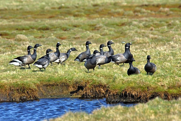 Ringelgänse (Branta bernicla) in der Norddorfer Marsch