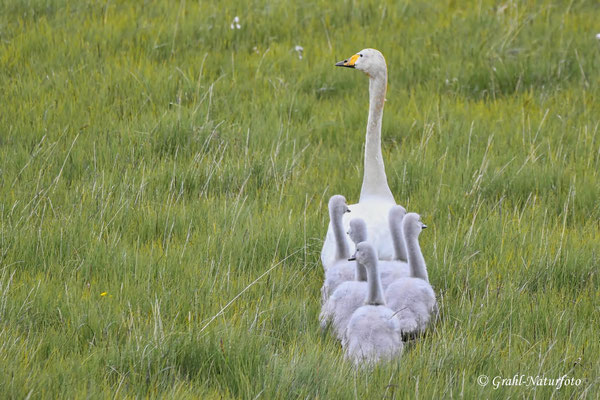Singschwanfamilie im Gänsemarsch. Schwäne sind ja eigentlich nur Gänse mit langen Hälsen.