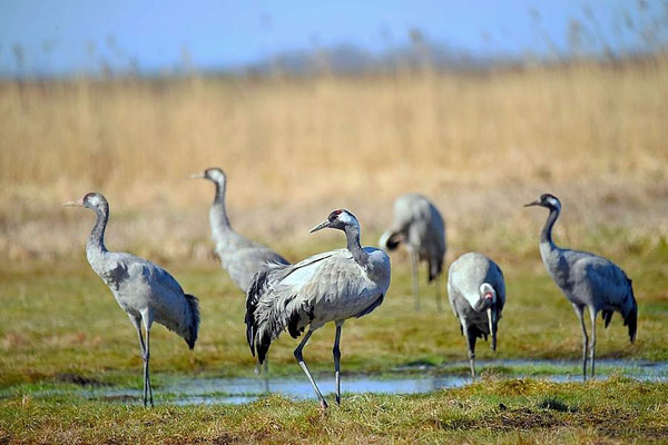 Frühjahrsrast der Kraniche am Günzer See 2017