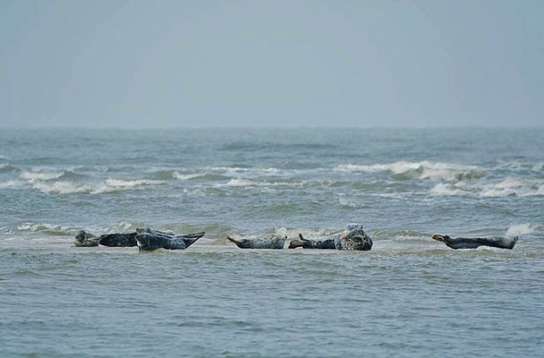 Kegelrobben (Halichoerus grypus) auf einer Sandbank