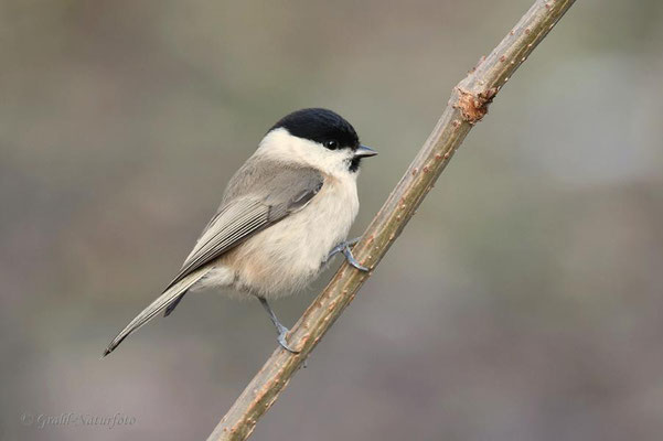 Sumpfmeise (Poecile palustris)