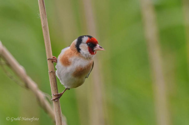 Stieglitz (Carduelis carduelis), auch Distelfink genannt.