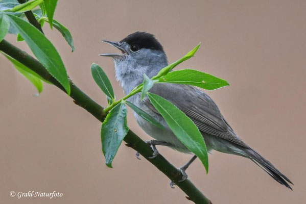 Mönchsgrasmücke (Sylvia atricapilla) männl. Linumer Teichland.