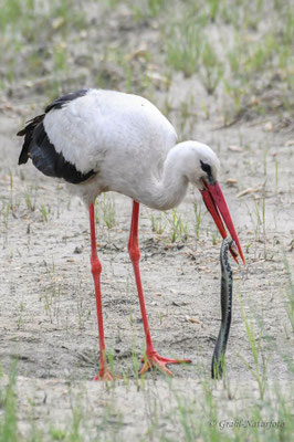 Weißstorch (Ciconia ciconia) hat bei Vadu eine Würfelnatter (Natrix tessellata) erbeutet.