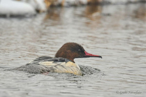 Gänsesäger (Mergus merganser) NSG Untere Havel Nord.