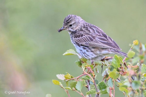 Wiesenpieper (Anthus pratensis)