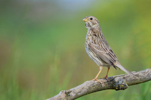 Grauammer (Emberiza calandra)