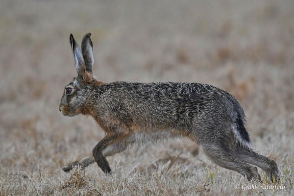 Feldhase (Lepus europaeus) auf den Wiesen von Parey.