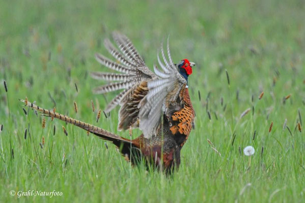 Jagdfasan (Phasianus colchicus) NSG Untere Havel Nord.